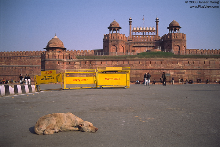 旧德里Red Fort(红堡)外面晒太阳的狗