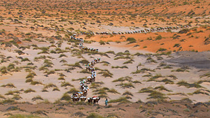 沙漠中的骆驼商队（毛利塔尼亚，北非）
