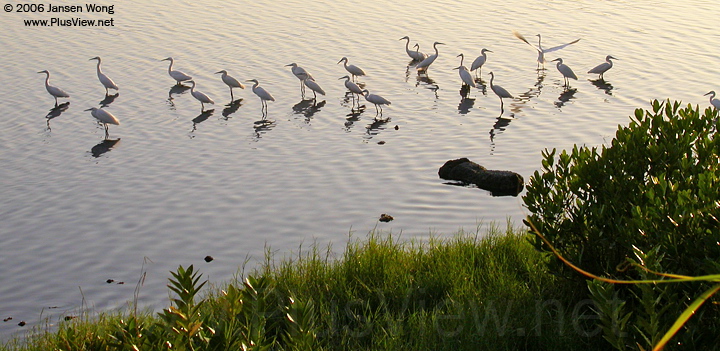 在华侨城湿地北湖北岸栖息的白鹭