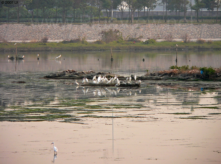 华侨城湿地北湖湖心岛东侧延伸部分及南面停留的大约30只白鹭