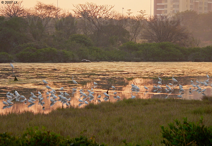 大约90只白鹭停留在华侨城湿地北湖的西部北岸边