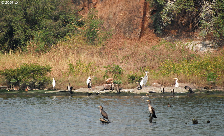 华侨城湿地北湖湖心岛南面上停留的鸬鹚、白鹭及其他鸟类