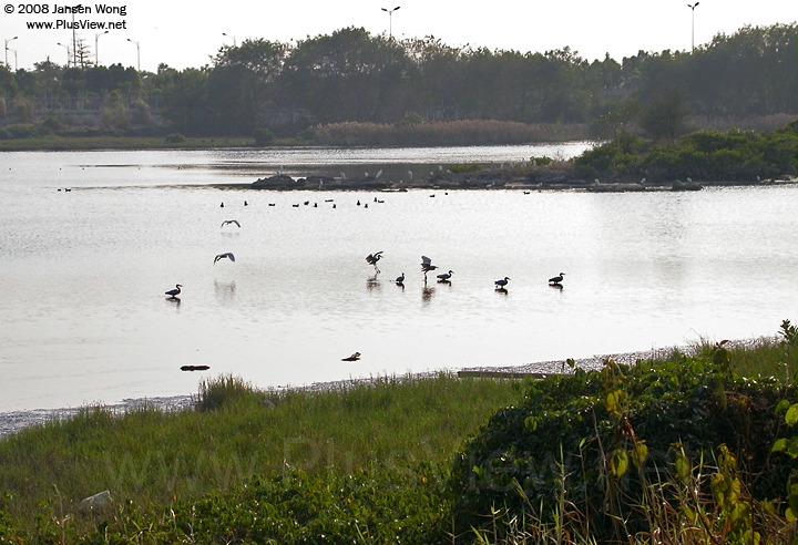 华侨城湿地湖心岛东侧延伸部分及附近湖中有30多只白鹭和一些水鸟
