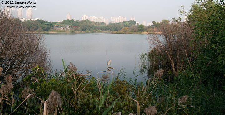 华侨城湿地北湖的西面部分水域及湖心岛西端