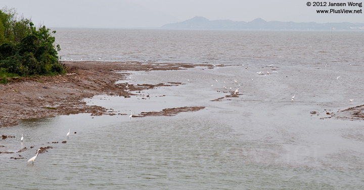 深圳湾公园B区“流花山”北侧岸边滩涂上觅食的白鹭