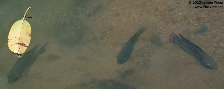白石路桥底，华侨城湿地南北湖之间水域的鱼