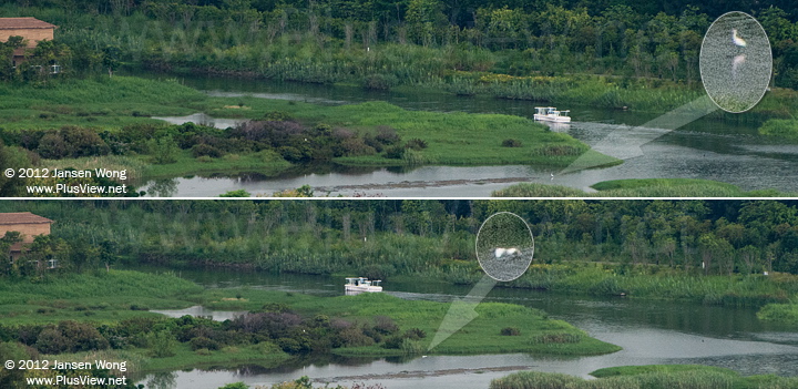 白色游艇开往华侨城湿地北湖东南角的船坞途中，浅滩上距离游艇较近的一只白鹭被惊起